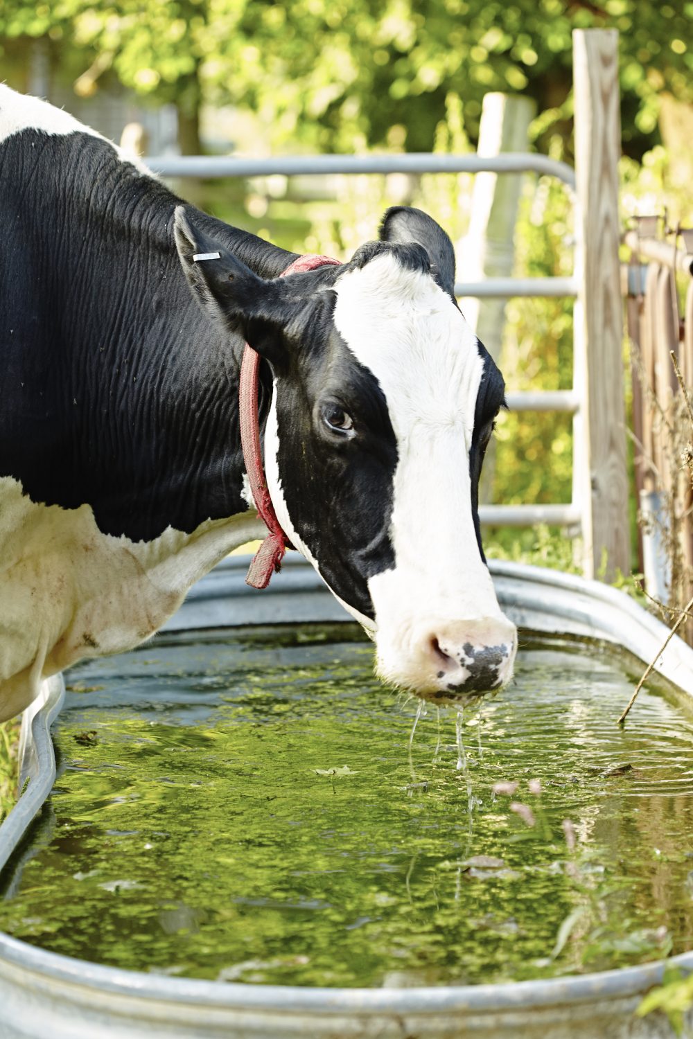 Chaseholm Farm cow drinking water Berkshire Grown